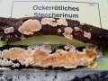 Steccherinum&nbsp;ochraceum&nbsp;-&nbsp;Ockerr�tlicher Resupinatstacheling&nbsp;-&nbsp;Kembrg OT Gniest -Friedrichsee